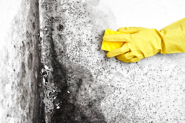 Best Attic Mold Removal  in Sparta, TN