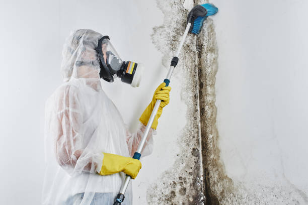 Best Fast Mold Removal  in Sparta, TN