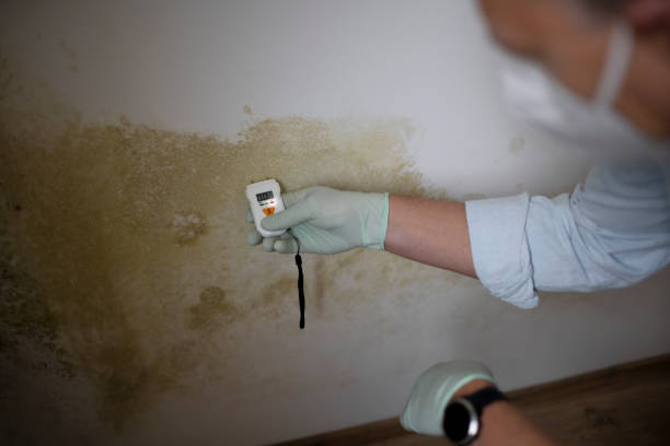Professional Mold Removal in Sparta, TN