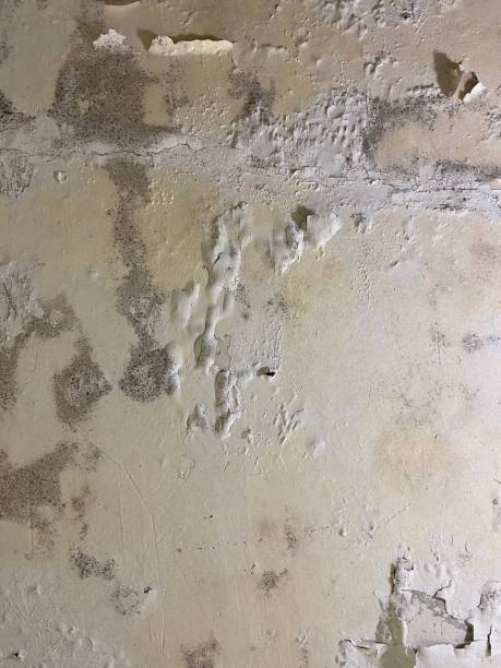 Best Same-Day Mold Removal  in Sparta, TN