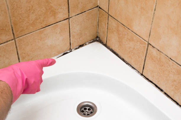 Best Affordable Mold Removal  in Sparta, TN
